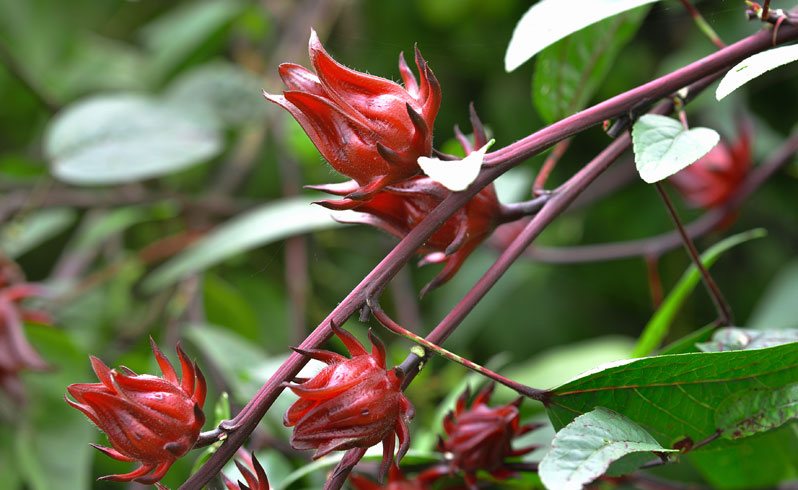 Hibiscus sabdariffa (roselle, hibiscus)