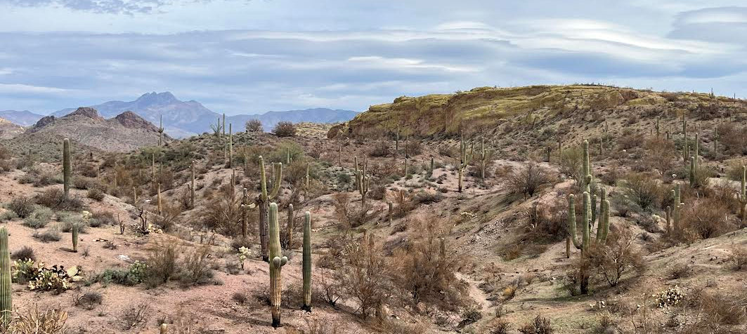 Desert landscape with cacti and mountains in the distance