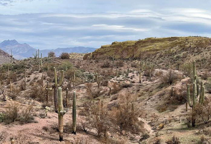 Desert landscape with cacti and mountains in the distance