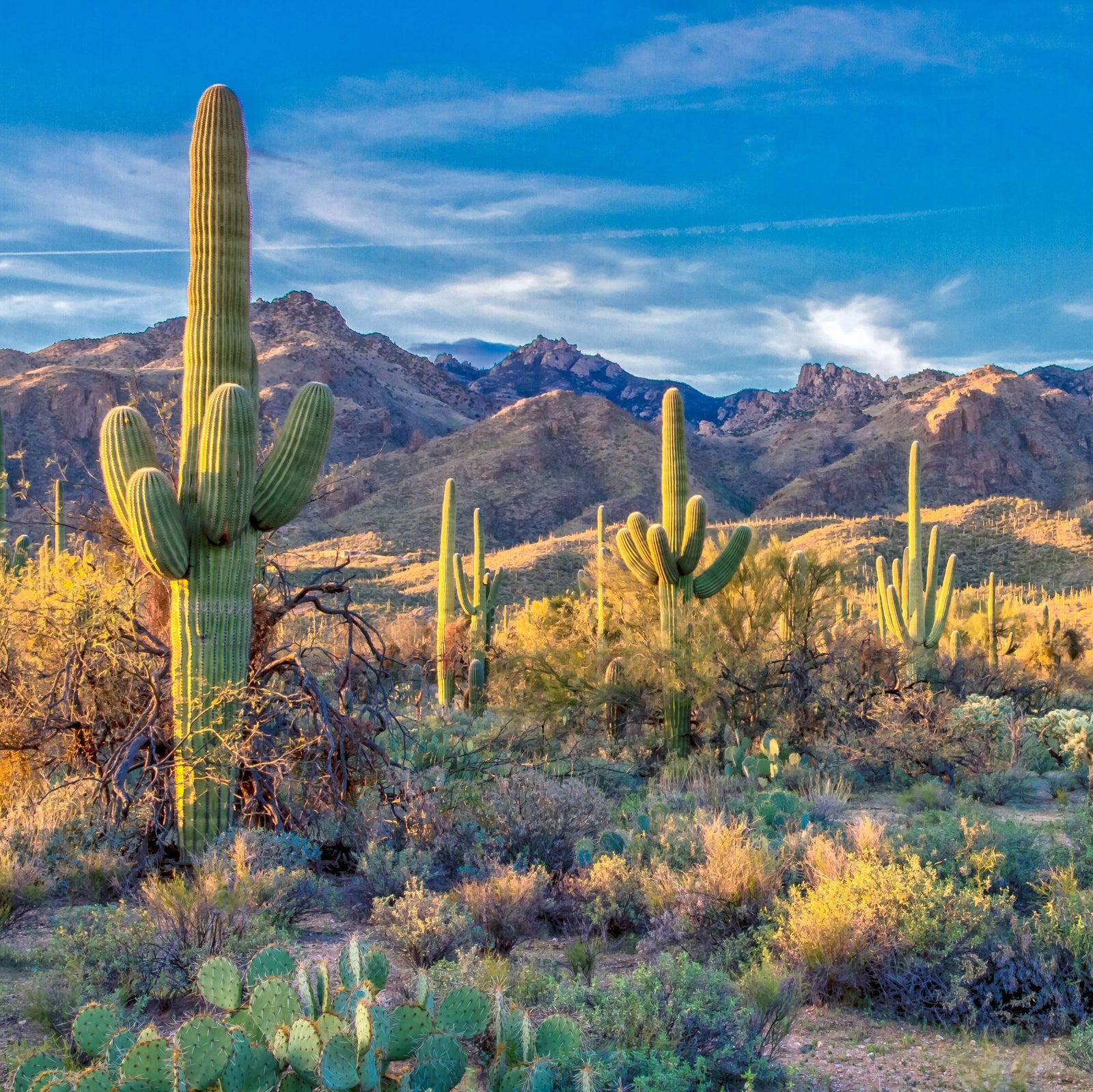 Southwest Conference on Botanical Medicine: What's Exciting for 2026