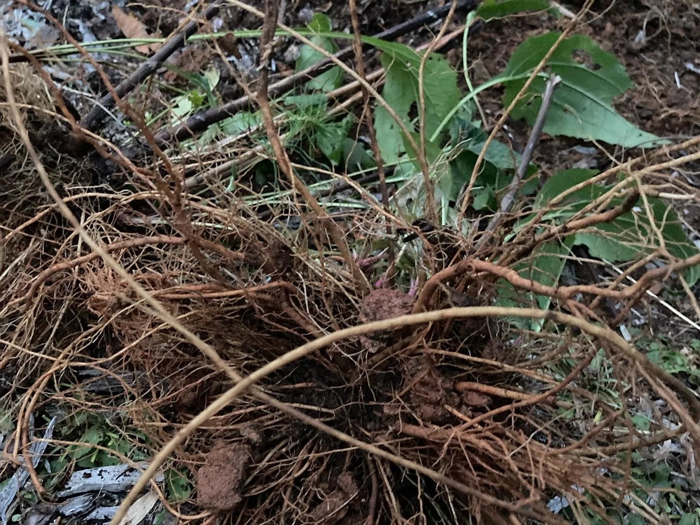 Moving into the Season of Roots