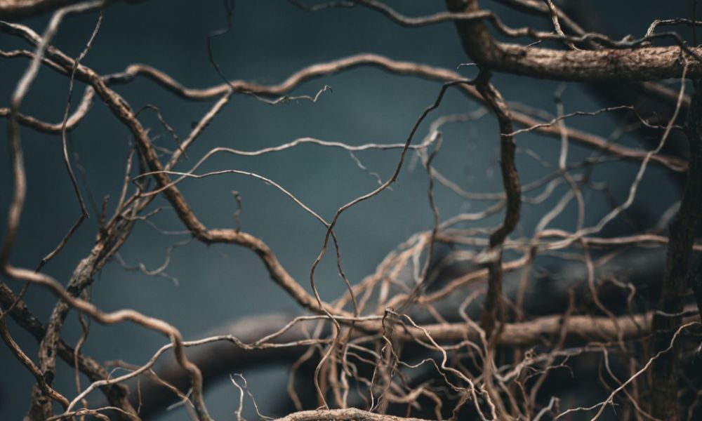 Moving into the Season of Roots