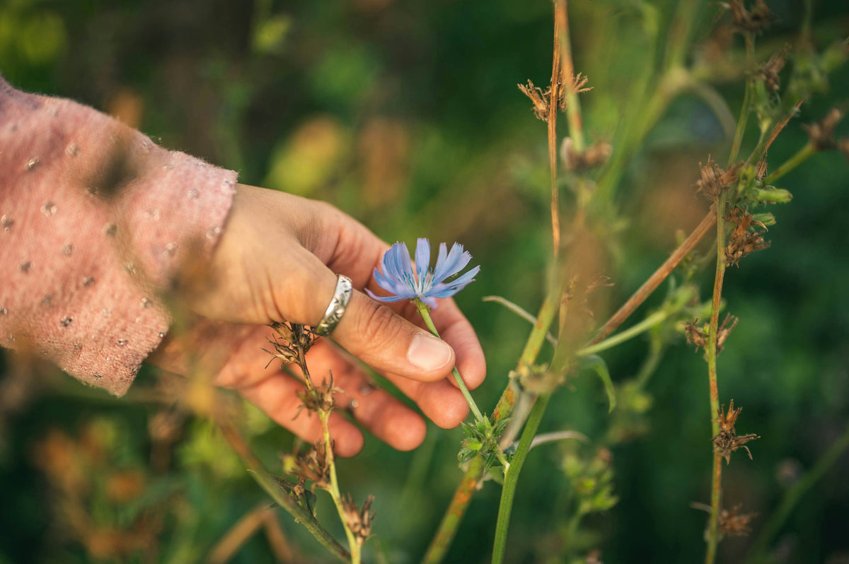 ME26 Ethnobotanical Native Plant Field Study with David Winston (Friday, 10:00 AM - 3:00 PM)