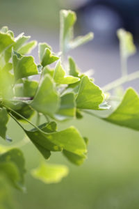 gingko biloba