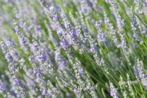 herbal lavender