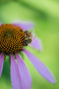 Echinacea