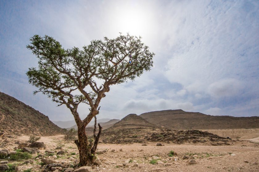 Boswellia serrata (frankincense)