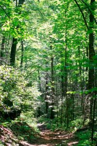 Trail at Blue Ridge Assembly