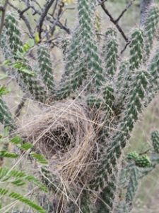 Nest in Cholla