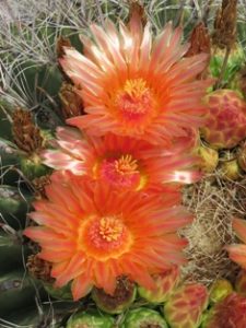 Cactus flower