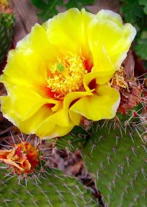 Blooming cactus, Arizona