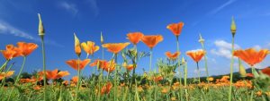 California Poppies