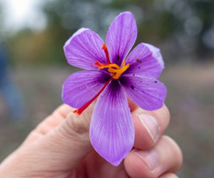 Crocus Sativus (Saffron)