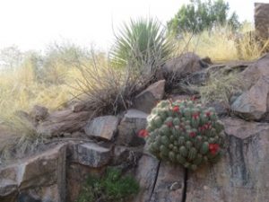Desert Rock Garden