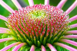 Echinacea