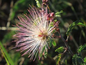 Fairy Duster (Calliandra eriophylla)