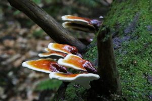 Ganoderma