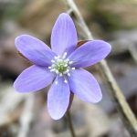 Hepatica is used for indigestion and other GI conditions. Photo by 7Song