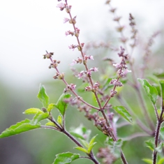 Tulsi - Holy Basil