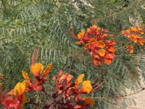 Red Bird of Paradise; Caesalpinia pulcherrima from SCNM Herb Garden