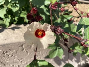 Roselle; Hibiscus sabdariffa from SCNM Herb Garden