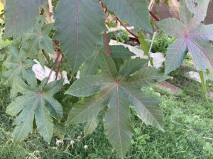 Castor oil plant; Ricinus communis from SCNM Herb Garden