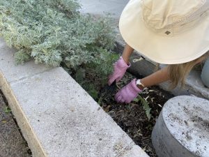 Planting in the SCNM Herb Garden