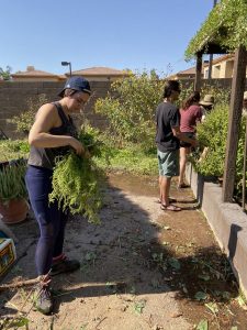 Cleaning out the SCNM Herb Garden