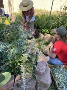 Herbal students in the SCNM Herb Garden