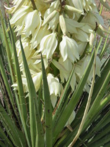 Yucca flowers