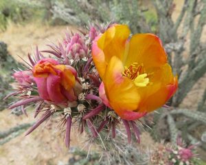 Blooming Cactus