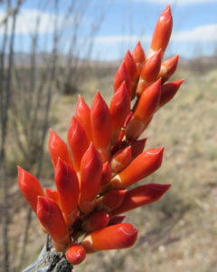 Ocotillo flower