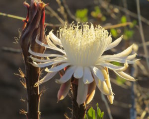 blooming cactus