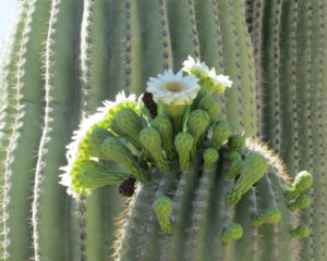 desert botanical