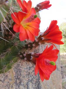 Claret Cup Cactus