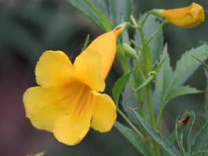 Tecoma stans is a medicinal herb used widely in Mexico for diabetes