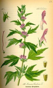 Motherwort (Leonurus cardiaca) for thyroid management