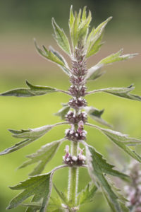 Motherwort