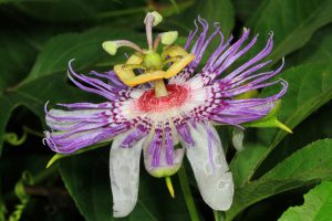 Passiflora-incarnata