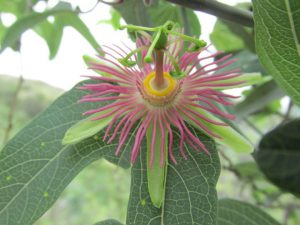 Passionflower