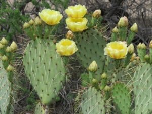 Prickly Pear