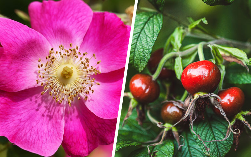 Rosa rugosa