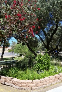 SCNMgarden2