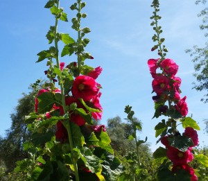 SCNMgarden4