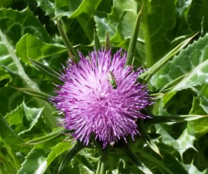 Milk Thistle in SCNM garden