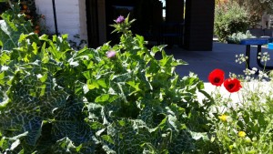 SCNMgardens3