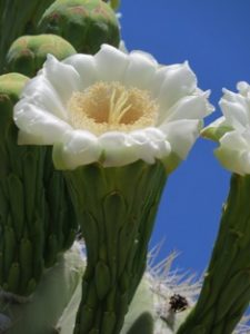 Saguaro Blossom