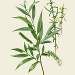 White Willow Bark is commonly used for headache and other types of pain