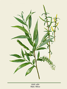 White willow bark is a well-known analgesic for pain and inflammation