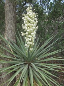 Yucca in Bloom